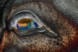 an horses eye